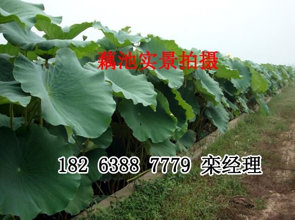 為什么要推出藕池專(zhuān)用膜建池模式？